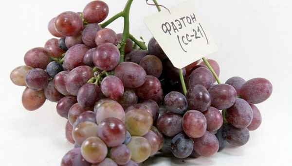 Виноград «Фаэтон»: описание сорта, полезные свойства, вред