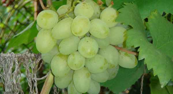 Сорт винограда Галахад. Описание и фото