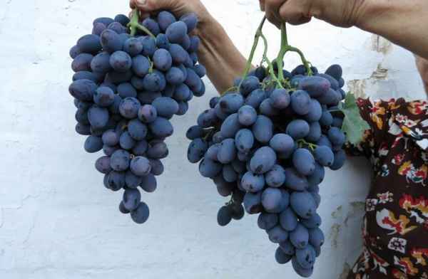 Описание сорта винограда Гала и уход за ним