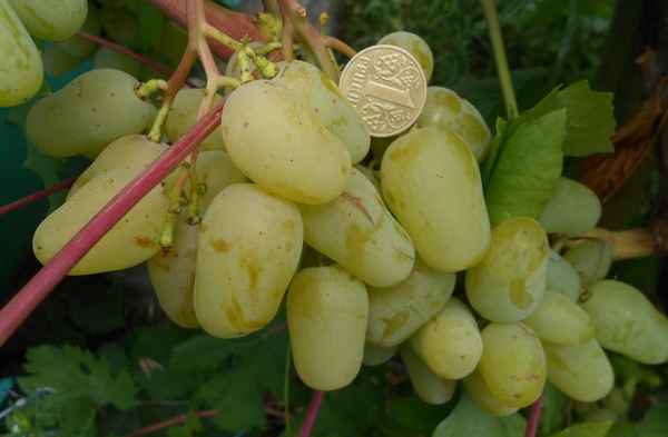 Сорт винограда Гордей: хаpaктеристика, секреты успешного выращивания