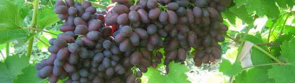 Сорт винограда Кармакод: хаpaктеристика, секреты успешного выращивания