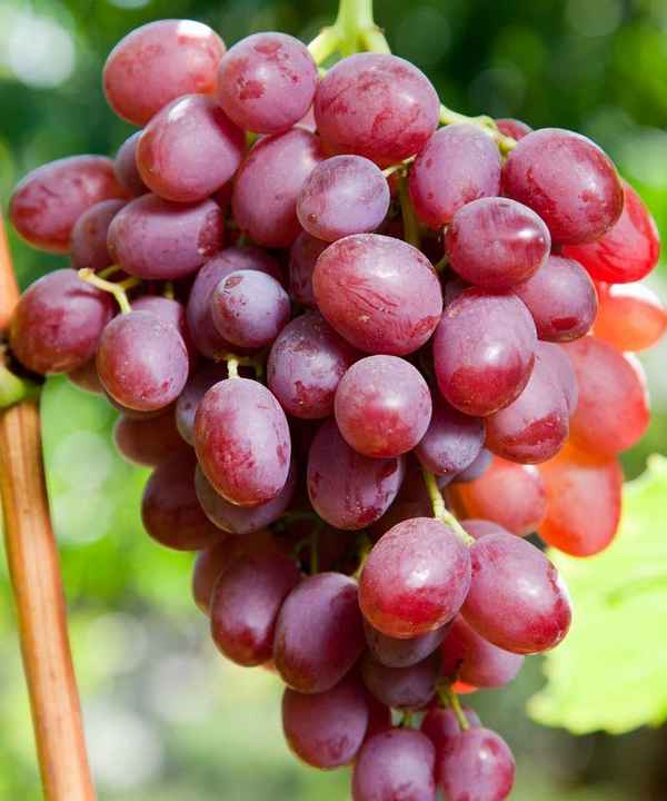 Сорт винограда «Ливия»