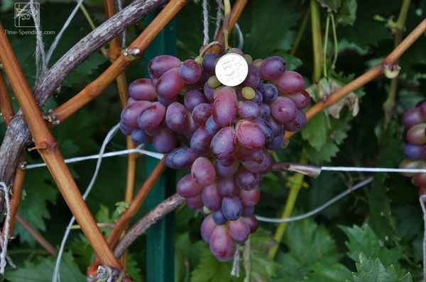 Сорт винограда «Марадона» (Шоколадный)