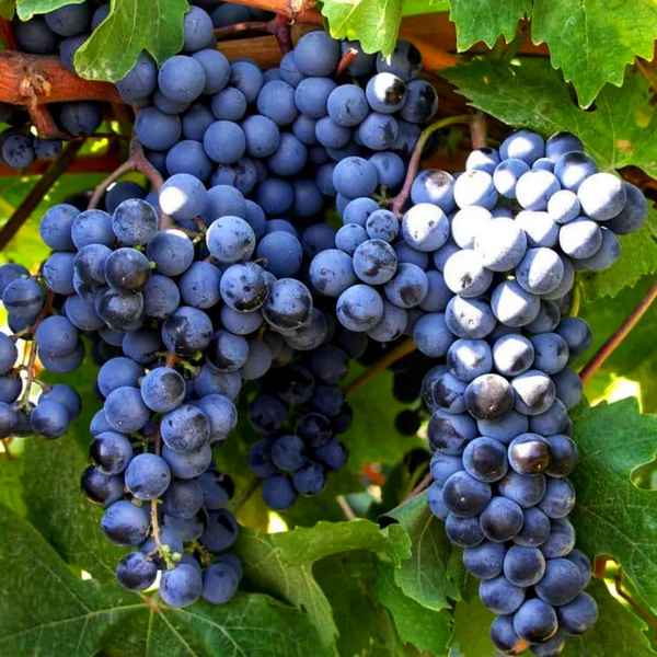 Сорт винограда Мускат гамбургский