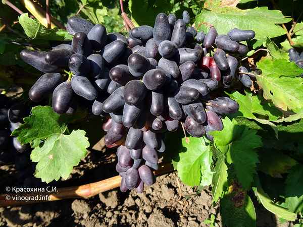 Сорт винограда Одесский (Чёрный) сувенир