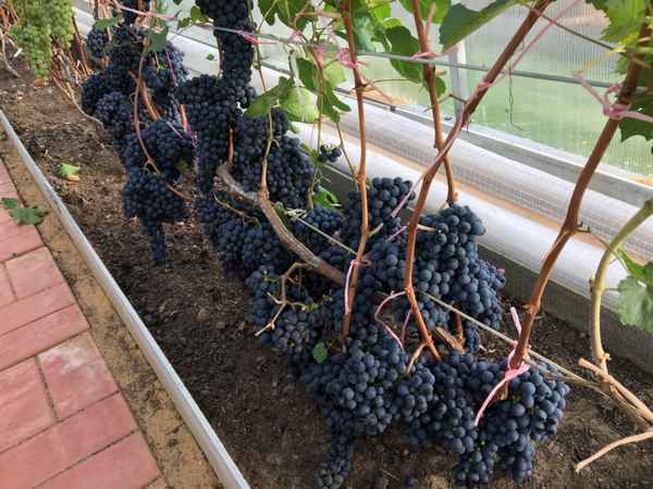 Сорт винограда Памяти Домбковской (БЧЗ, БЧР)