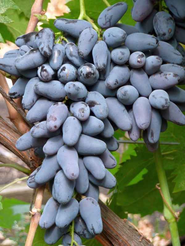 Виноград Памяти Негруля: описание сорта