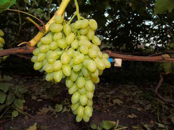 Сорт винограда кишмиш «Столетие»