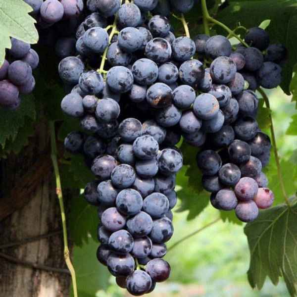 Сорт винограда «Страшенский»