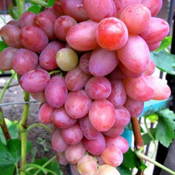 Сорт винограда София