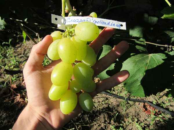 Сорт винограда Смарагд: хаpaктеристика, секреты успешного выращивания