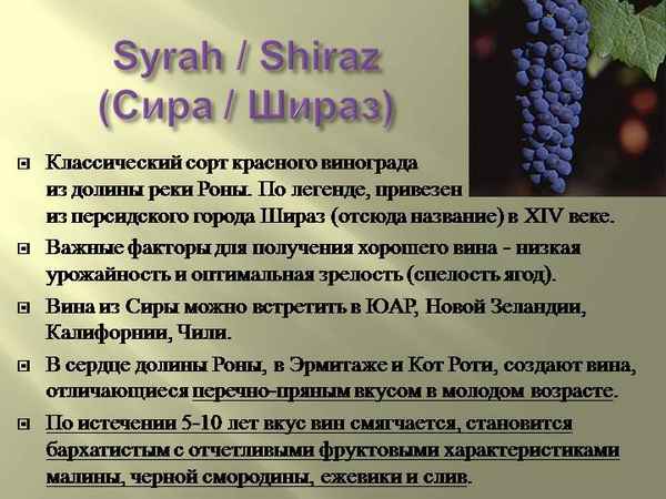 Сорт винограда Шираз: описание, полезные свойства