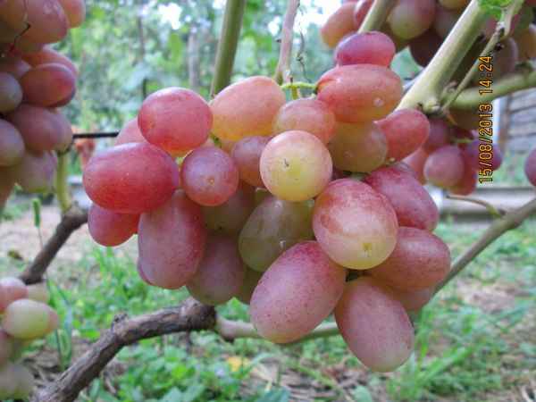Сорт винограда Тимур (розовый), описание и фото