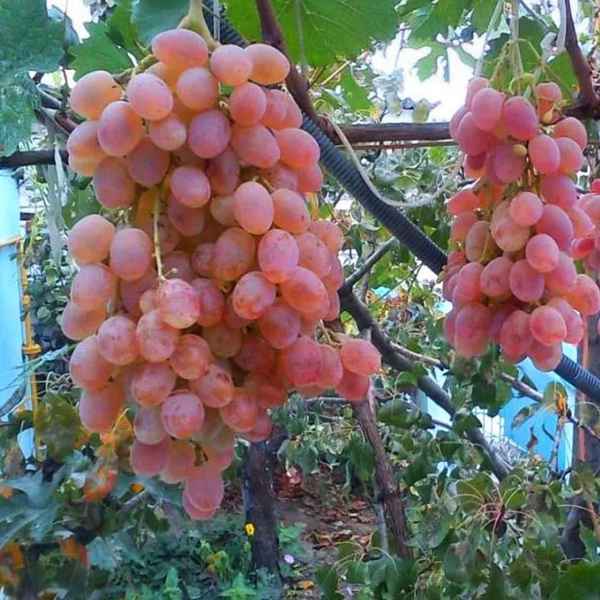 Сорт винограда Тайфи - розовый и белый