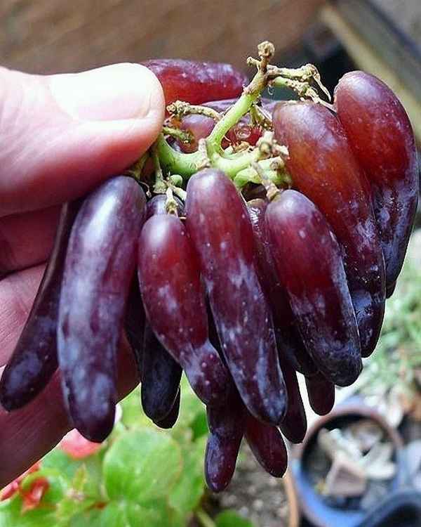 Виноград «Ведьмины пальцы»: описание и уход за сортом