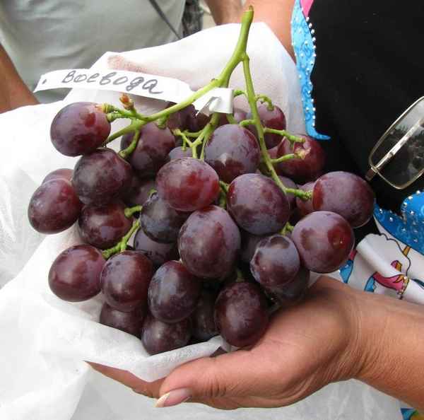 Особенности сорта винограда Воевода