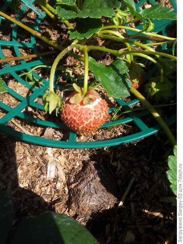 Самые распространённые причины засыхания клубники