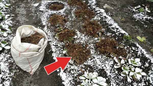 Подготовка клубники к зимовке