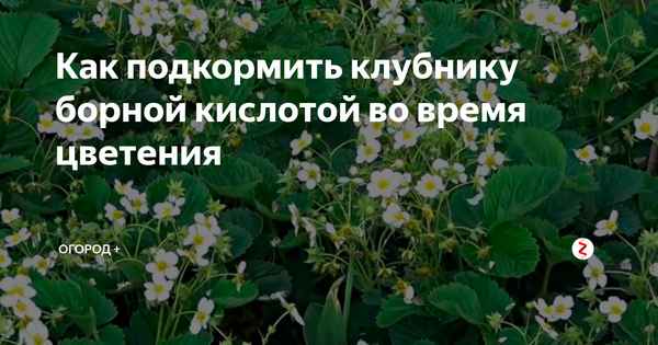 Борная кислота для клубники во время цветения