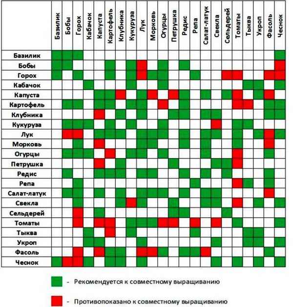 Удачное соседство: что посадить рядом с клубникой