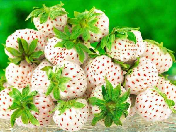 Необычные сорта белой клубники для своего участка