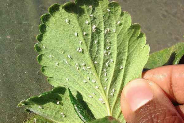Борьба с белокрылкой на клубнике