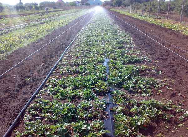 Особенности посадки клубники Зефир и ухода за ней