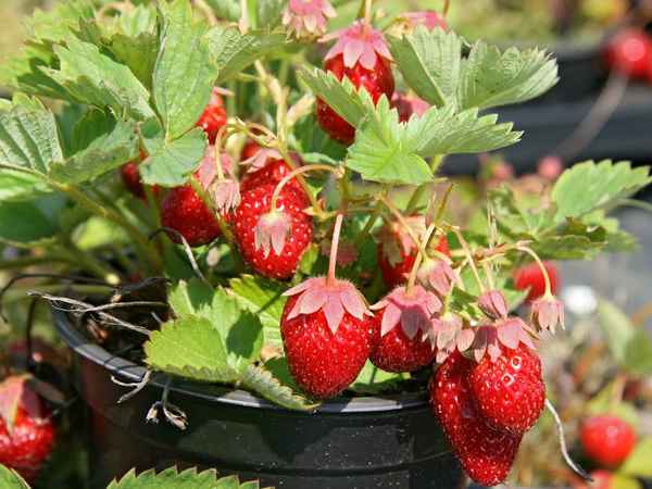 Особенности выращивания сорта клубники Корона