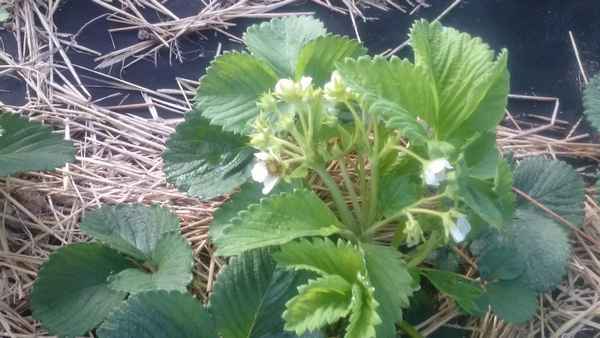 6 основных причин: почему не цветёт клубника