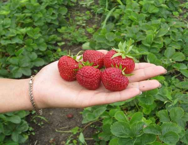 Особенности выращивания клубники Пандора