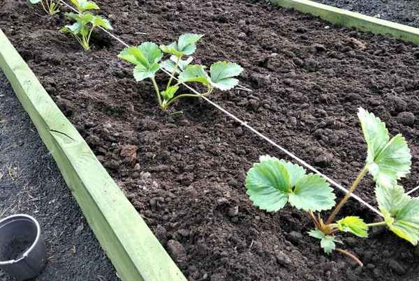 Особенности посадки клубники Елизавета и ухода за ней