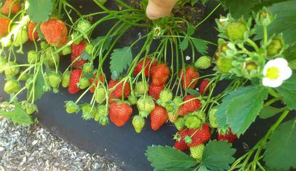 Особенности посадки и ухода за клубникой сорта Елизавета 2
