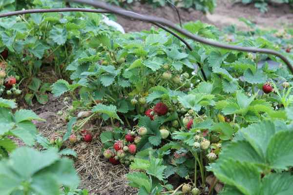 Особенности посадки и ухода за клубникой Полька