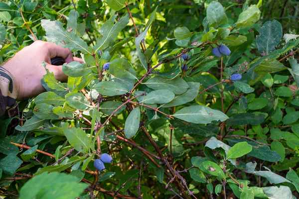Жимолость на Урале — особенности агротехники и районирование