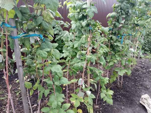 Чем и как необходимо обработать малину осенью