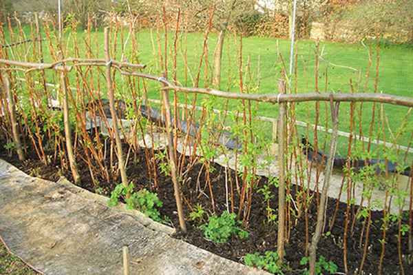 Весенний уход за малиной на даче на открытом участке