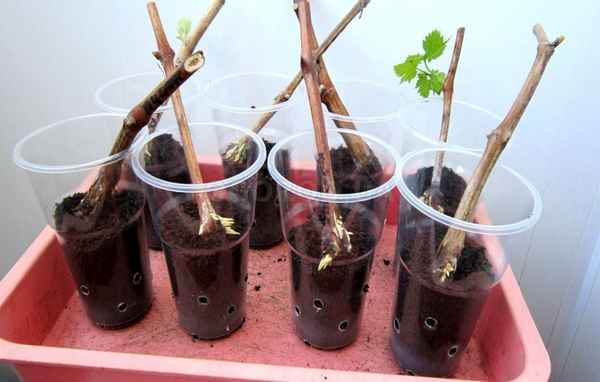 Зимняя посадка винограда черенками