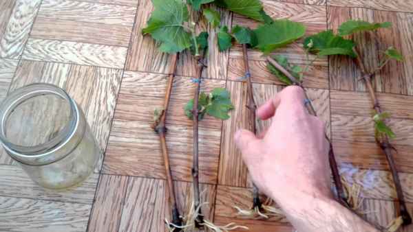 Как правильно черенковать виноград в июне