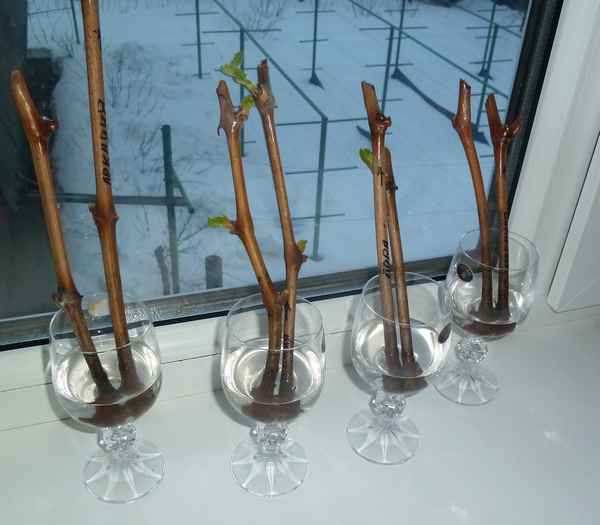 Как размножить виноград черенками в домашних условиях