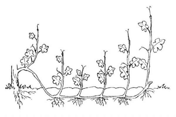 Как размножить виноград летом