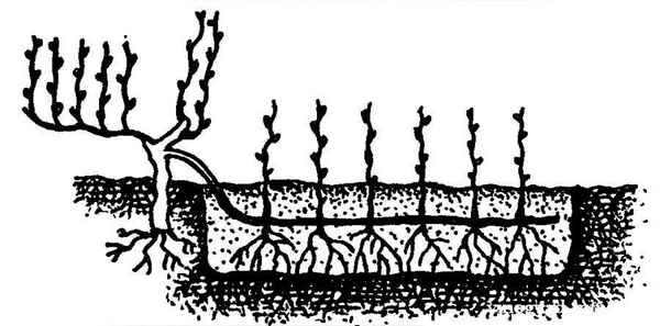 Особенности размножения винограда прикапыванием лозы