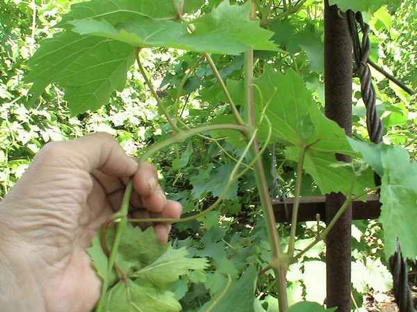 Надо ли обрезать усы у винограда летом