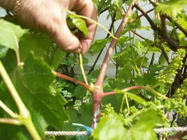 Как и когда пасынковать виноград