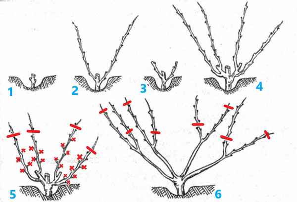 Правильная обрезка винограда весной