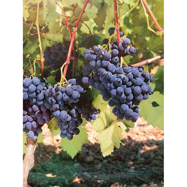 Сорт винограда «Альфа»: описание и фото, секреты выращивания