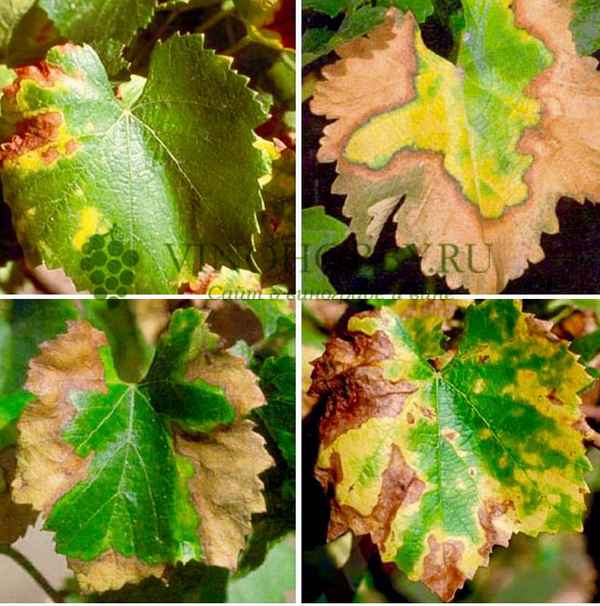 Причины появления и способы лечения разных видов хлороза винограда