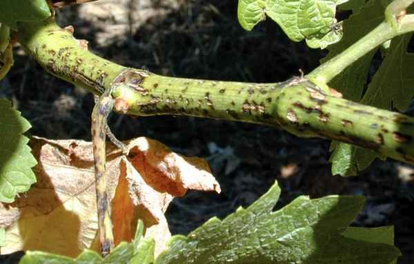 Причины появления и лечение чёрной пятнистости на винограде