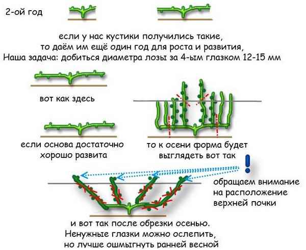 Особенности и правила ухода за виноградом в апреле