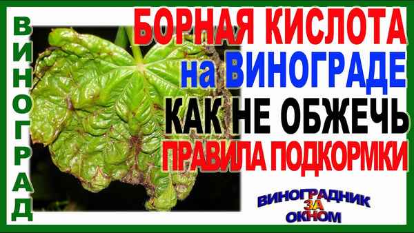 Подкормка винограда борной кислотой