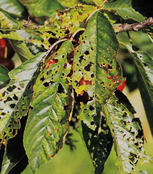 Борьба с болезнями черешни